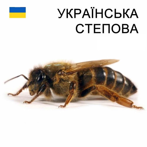 Матка пчелиная, порода "Украинская степная" 